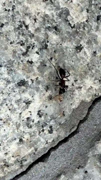 北海道護國神社の動物
