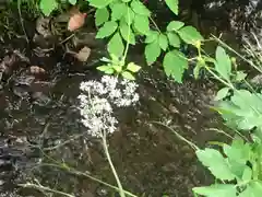 戸隠神社奥社の自然