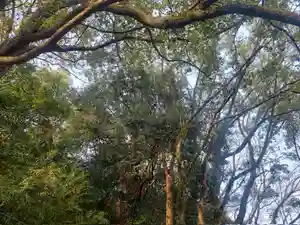 刺田比古神社(和歌山県)(2025年12月06日(土) 06時23分38秒投稿)