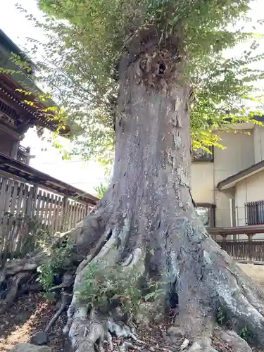 石井神社の自然