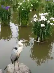 太宰府天満宮の動物