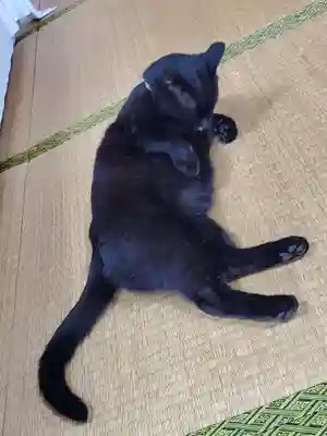 高司神社〜むすびの神の鎮まる社〜(福島県)