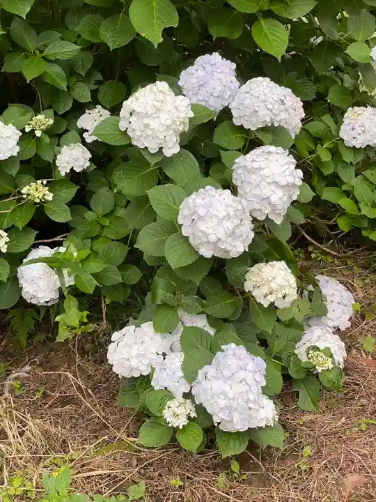 楽法寺(雨引観音)の自然