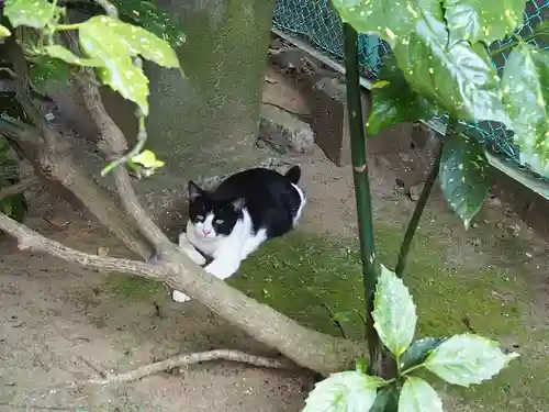 浅間神社の動物