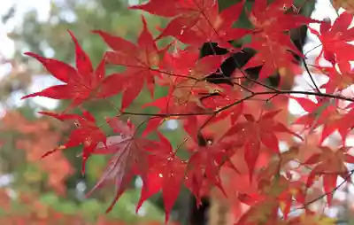 鍬山神社(京都府)