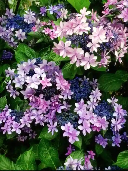 妙法寺(東京都)