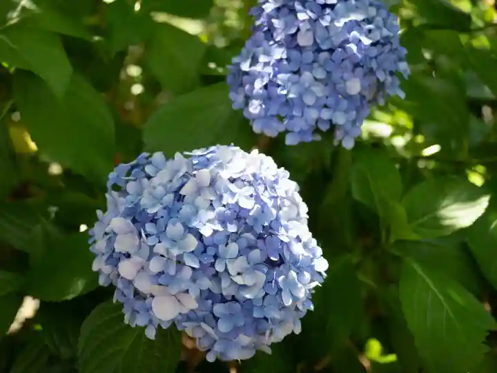 亀戸天神社(東京都)