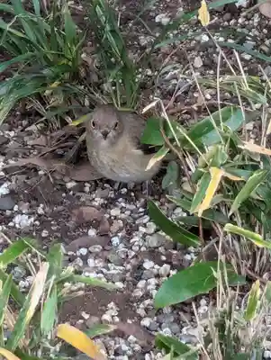 大洗磯前神社(茨城県)
