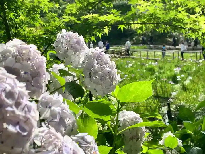 本土寺(千葉県)