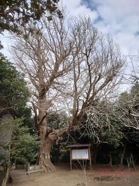 鎌数伊勢大神宮の自然