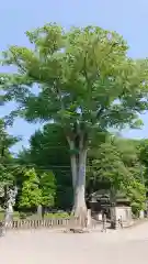 野木神社の庭園