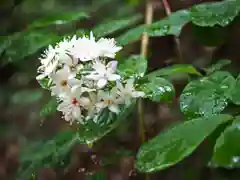 切幡寺の自然