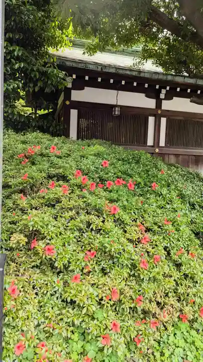 白金氷川神社の自然