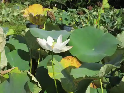 三室戸寺の庭園