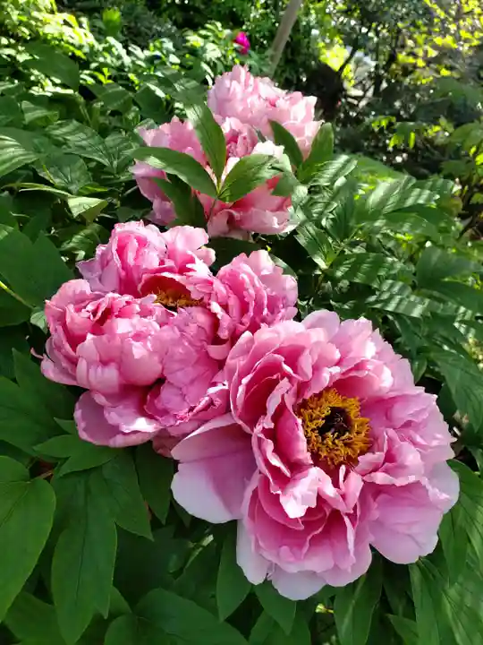 東長谷寺 薬王院の自然