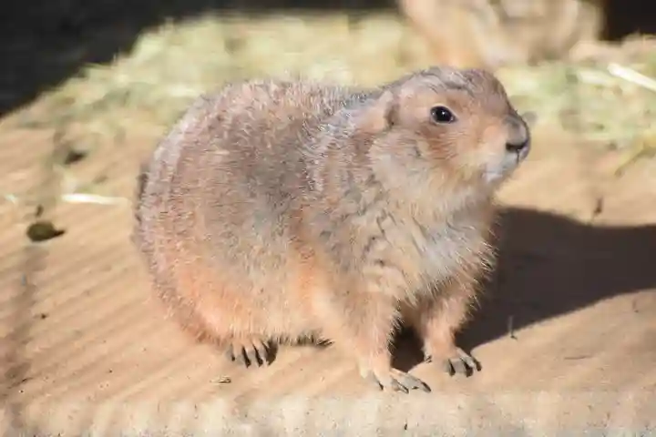 天照皇大神の動物