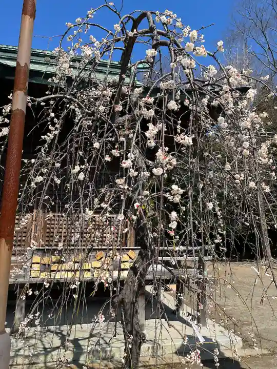 小名浜諏訪神社 ~海の鎮守様~の自然