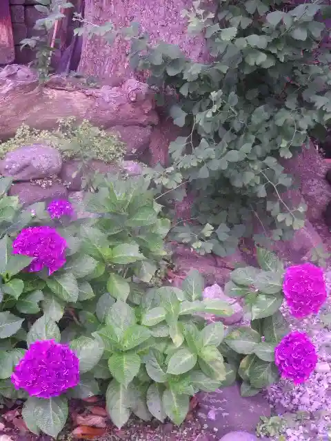 御霊神社の自然