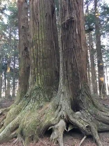 北口本宮冨士浅間神社の自然