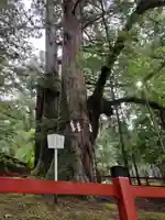 日光二荒山神社の自然