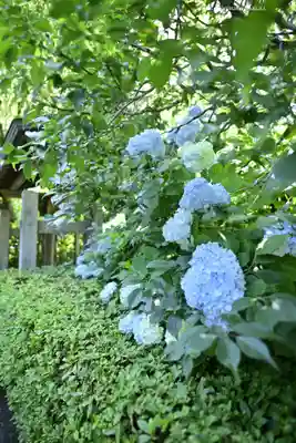 明月院(神奈川県)