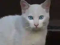 三輪神社の動物