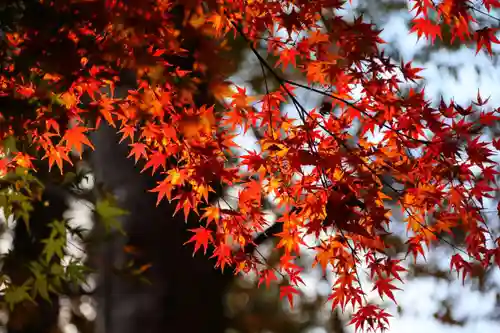 田村神社の自然
