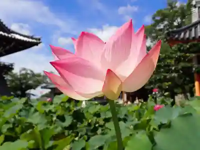 中山寺(兵庫県)