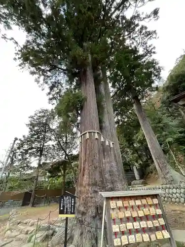 日枝神社の自然
