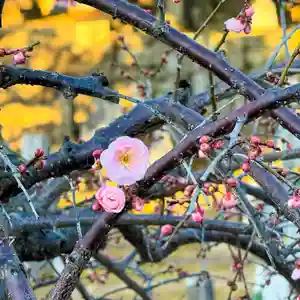 伊勢の国 四天王寺(三重県)(2026年01月29日(木) 13時22分22秒投稿)