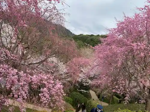 狭井坐大神荒魂神社(狭井神社)の自然