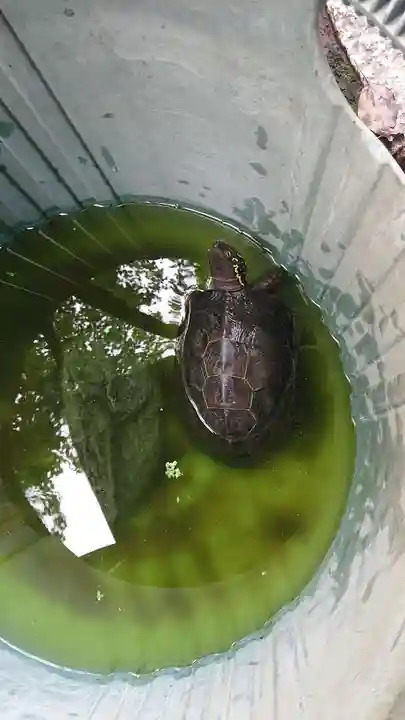 産千代稲荷神社の自然