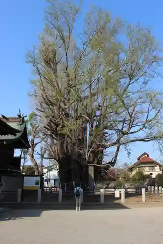 葛飾八幡宮(千葉県)