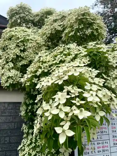 鎮守氷川神社(埼玉県)