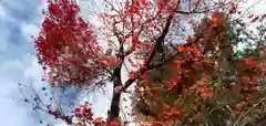 鍬山神社の自然