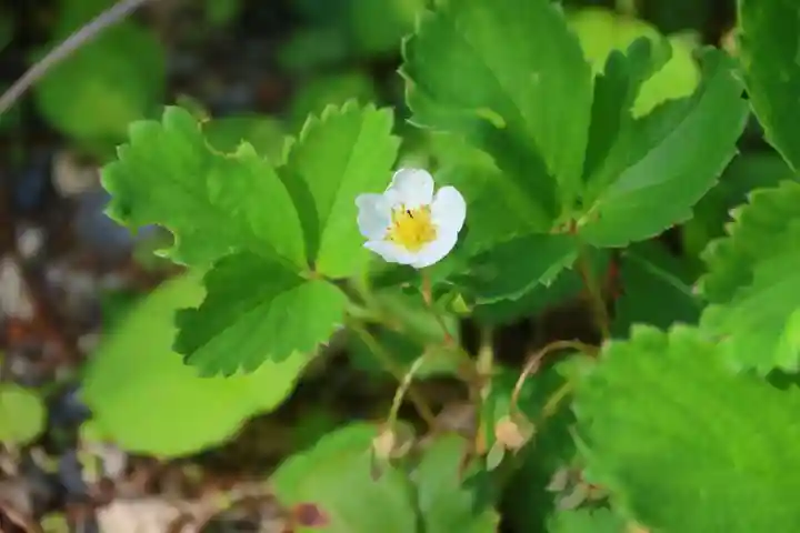 阿邪訶根神社の自然