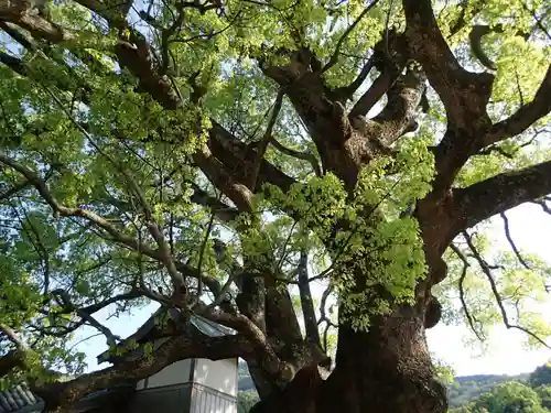 速雨神社の自然
