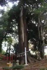 麻賀多神社奥宮の自然