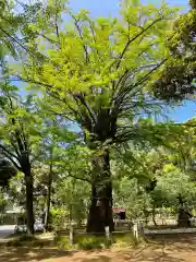 赤坂氷川神社の自然