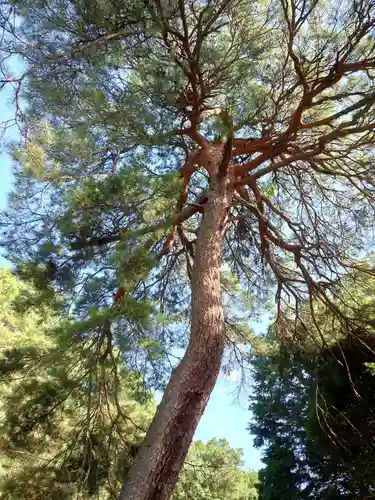 建勲神社の自然