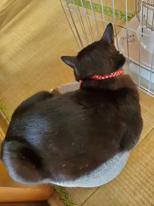 高司神社〜むすびの神の鎮まる社〜(福島県)