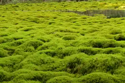 大山祇神社(高知県)