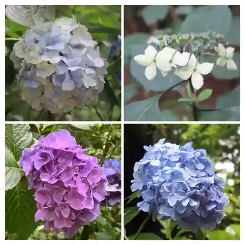 高幡不動尊　金剛寺(東京都)