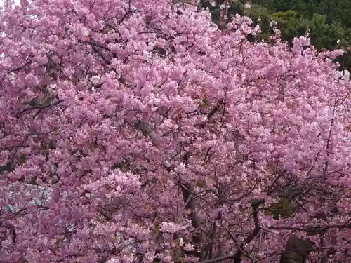 川津来宮神社の自然