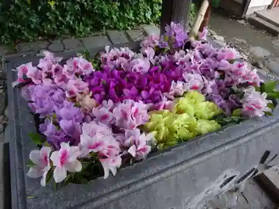 於菊稲荷神社の手水舎