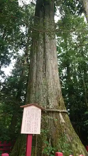 箱根神社の歴史