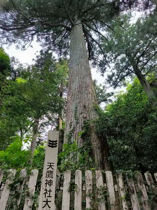 天鷹神社(岐阜県)