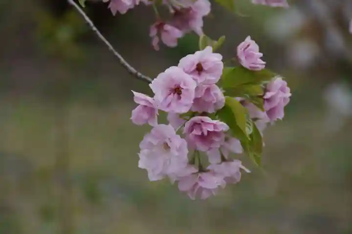 仁和寺(京都府)