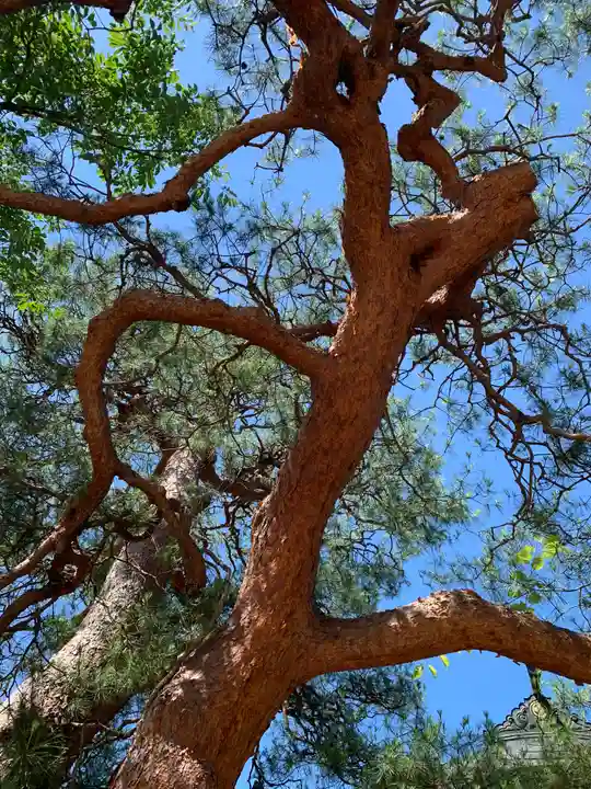 座光如来寺(元善光寺)の自然