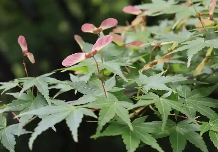 善法律寺(京都府)